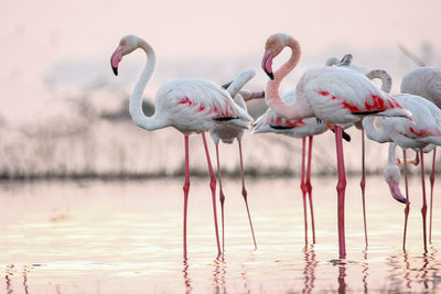 Birds in lake