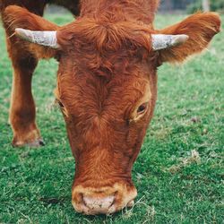 The brown cow portrait in the mountain in the nature