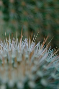 Full frame shot of plants growing on field