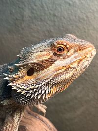 Close-up of lizard