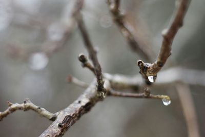 Close-up of frozen tree