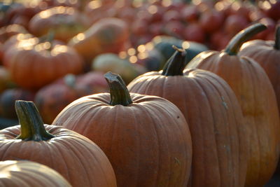 Close-up of pumpkins in row for sale at market