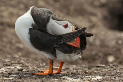 Close-up of bird perching on a field