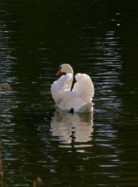 Swan swimming in lake