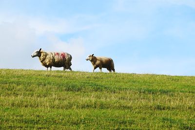 Side view of sheep on grassy field