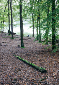 Trees growing in forest