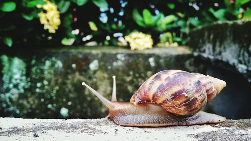 Close-up of snail on wall