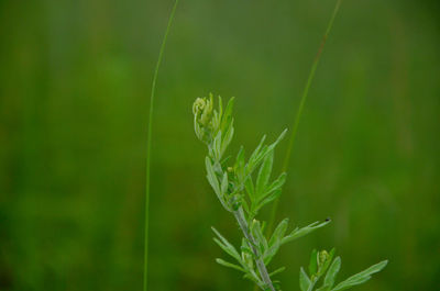 Close-up of plant growing on field