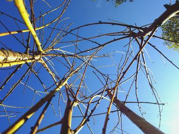 Low angle view of branches against clear sky