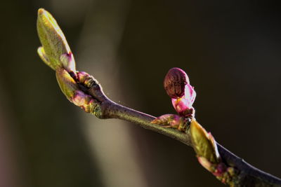 Close-up of pink flower buds