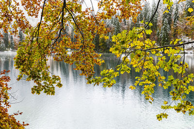 Autumn leaves on tree by lake