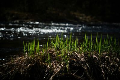 Plants growing on field