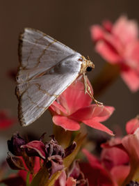 Close-up of butterfly pollinating on pink flower