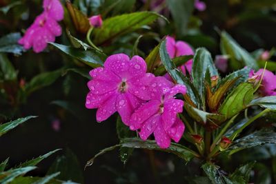 Close-up of pink flowers blooming outdoors