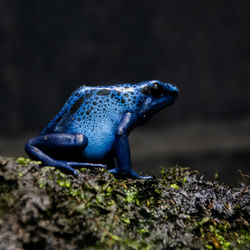 Close-up of frog on rock