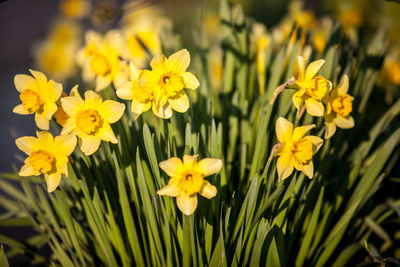 Close-up of yellow flower