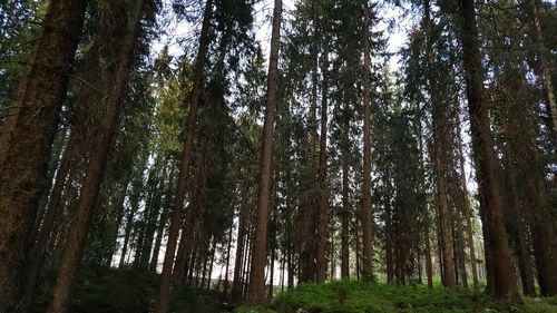 Low angle view of trees in forest