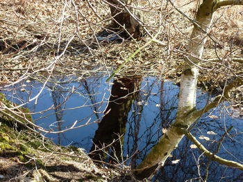 Bare trees in water