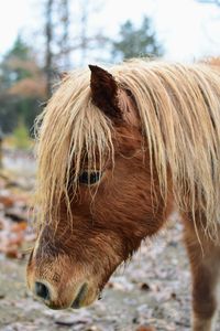 Close-up of a horse