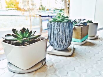 Close-up of potted plant on table