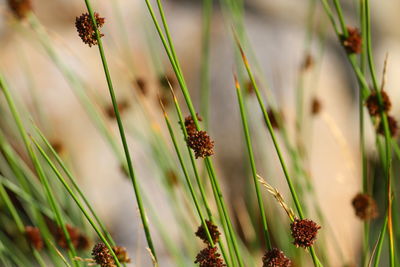 Close-up of plant at field