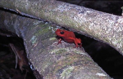 Close-up of bird perching on a tree