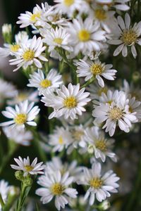 Close-up of white daisy flowers