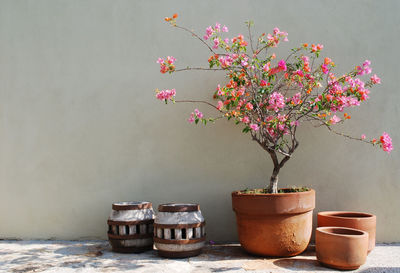 Close-up of potted plant against wall