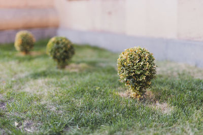 Close-up of plant on field