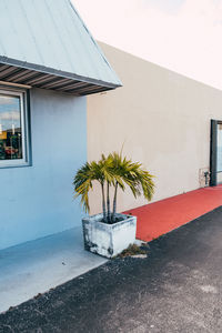 Potted plant against building