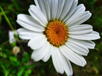 Close-up of flower blooming outdoors