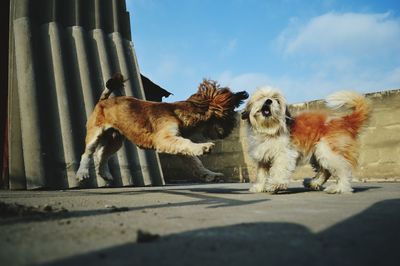 Close-up of dog against clear sky