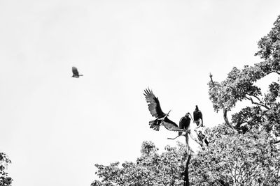 Low angle view of birds flying against sky