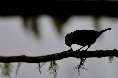 Close-up of bird perching outdoors