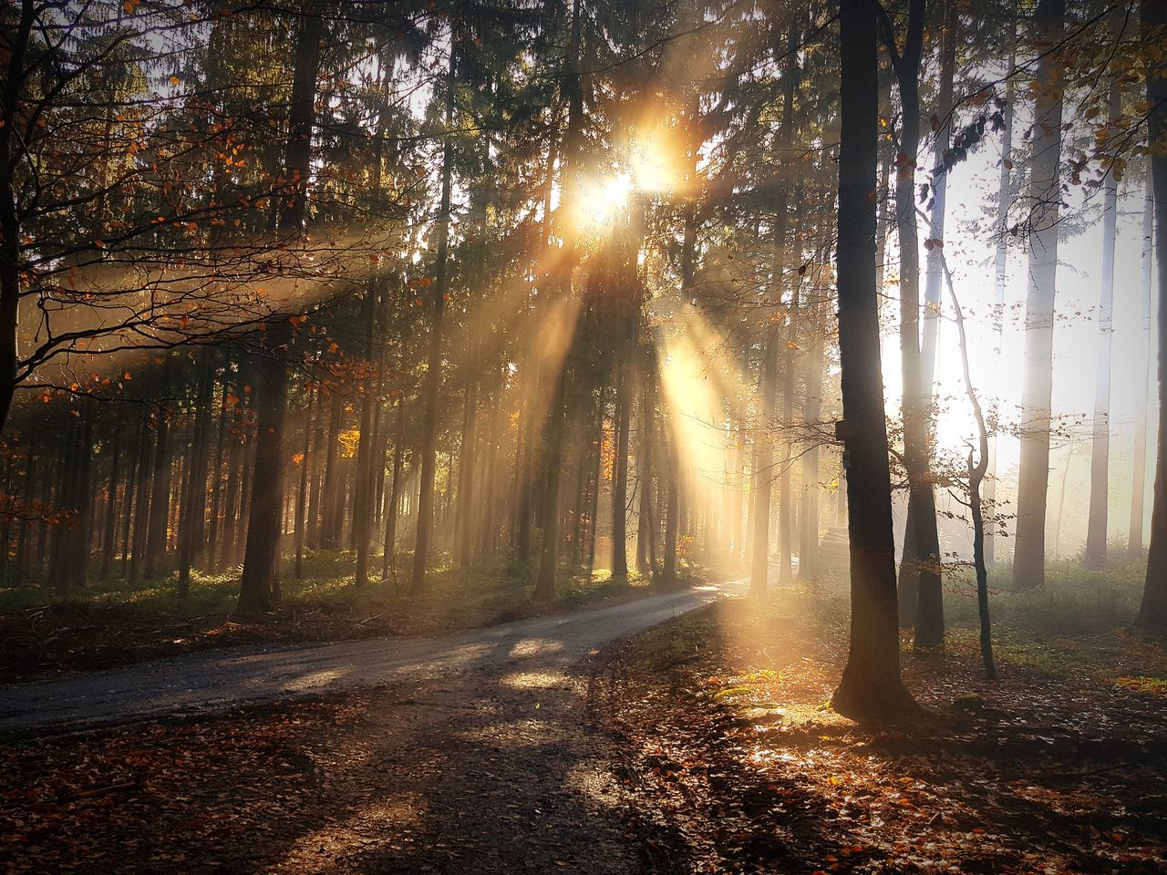 tree, plant, forest, land, sunbeam, sunlight, beauty in nature, tranquility, nature, tree trunk, trunk, woodland, tranquil scene, streaming, growth, non-urban scene, scenics - nature, no people, fog, day, outdoors, sun, lens flare