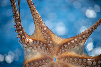 Close-up of an octopus hanging to dry from sun in picturesque fishing, oia, santorini island, greece