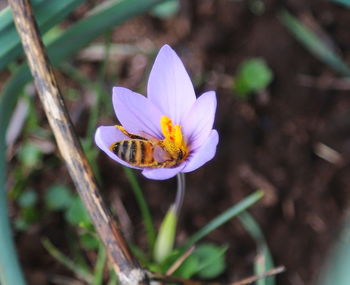 Close-up of bee pollinating on crocus