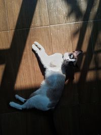 High angle view of cat on floor