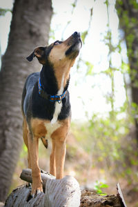 Dog looking away