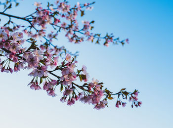 Low angle view of tree against clear blue sky