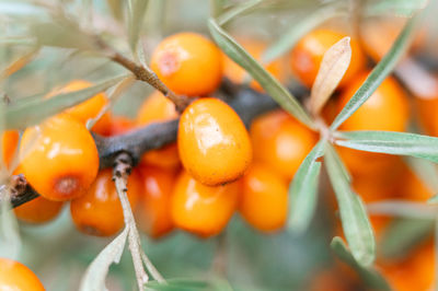 Close-up of orange fruits