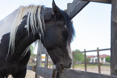 Close-up of horse in stable