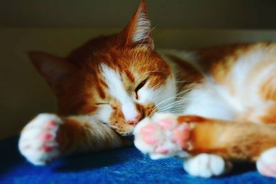 Close-up of cat resting