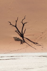 Dead tree on sand against sea