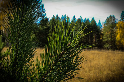 Close-up of pine tree on field against sky