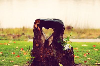 Close-up of tree trunk on field