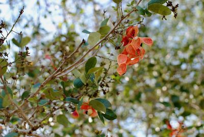 Low angle view of flowering plant on tree