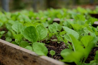 Close-up of vegetable growing at farm