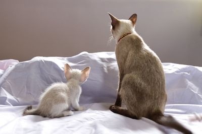 Cat sitting on bed at home