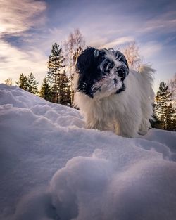 Dog on snow covered landscape against sky